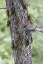 A Dozen Cicadas on a Tree Trunk - Magicicada Royalty Free Stock Photo