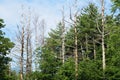 Copse of dying trees on mountaintop