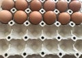 Dozen of organic chicken eggs in paper egg tray Royalty Free Stock Photo