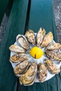 A dozen oysters on a plastic plate