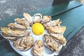 A dozen oysters on a plastic plate