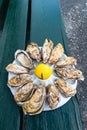 A dozen oysters on a plastic plate