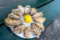 A dozen oysters on a plastic plate