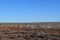 Antelope play on the Llano Estacado Royalty Free Stock Photo