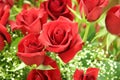 A dozen red roses