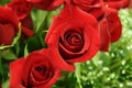 A dozen red roses