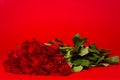 Dozen red roses on a red background