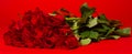 Dozen red roses on a red background Royalty Free Stock Photo