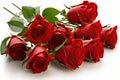 A Dozen Red Roses on a White Background for Romantic Greetings. Royalty Free Stock Photo