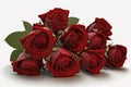 A Dozen Red Roses on a White Background for Romantic Greetings. Royalty Free Stock Photo