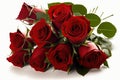 A Dozen Red Roses on a White Background for Romantic Greetings. Royalty Free Stock Photo