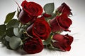 A Dozen Red Roses on a White Background for Romantic Greetings. Royalty Free Stock Photo