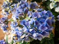 Beautiful bluish and purple flowers of a Hydrangea plant Hydrangea