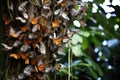 dozens of butterflies clustering on a branch