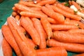 Dozens of carrot randomly piled up