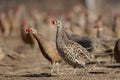 Dozens of female of common pheasants on the bird breeding farm.