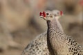 Dozens of female of common pheasants on the bird breeding farm.