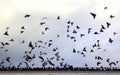 Dozens Flying Doves