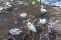 Gannets nesting on a beach