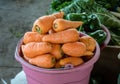 Big carrots in a bucket.