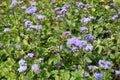 Dozens of lavender-colored flowers of Ageratum houstonianum in July