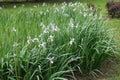 Dozens of light violet flowers of irises Royalty Free Stock Photo