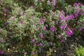 Dozens of magenta-colored flowers of Michaelmas daisies in October