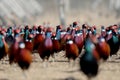 Dozens of male common pheasants and tenebrosus on the bird breeding farm.