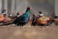 Dozens of male common pheasants and tenebrosus on the bird breeding farm.