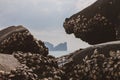 Dozens of mussels and mollusks on the rock