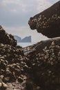 Dozens of mussels and mollusks on the rock