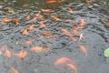 A pond with dozens of fish