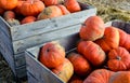 Dozens of pumpkins stacked outdoors in wooden crates