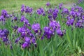 Dozens of purple flowers of Iris germanica with rain drops Royalty Free Stock Photo