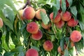 Peaches hang ripe on the tree