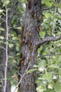 Dozens of Cicada on Tree Trunk 13 year 17 year - Magicicada Royalty Free Stock Photo