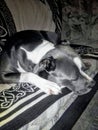 Dozer the American pitbull terrier gray & white sleeping