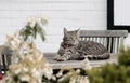 Dozing cat Royalty Free Stock Photo