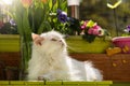 White cat on the balcony Royalty Free Stock Photo