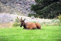 Dozing on the Grass