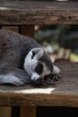 Dozing lemur