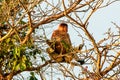 Dozing male proboscis monkey in a tree Royalty Free Stock Photo