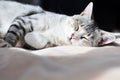 Dozy cat Royalty Free Stock Photo