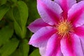 Dr. Ruppel Clematis Royalty Free Stock Photo