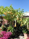 Dr Suess, trumpet flowering tree plant.. Tropically grown