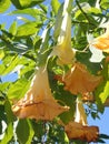 trumpet flowers on a Dr Suess flowering tree plant Royalty Free Stock Photo