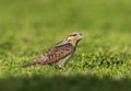 Draaihals; Eurasian Wryneck; Jynx torquilla