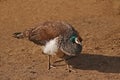 Drab colored pea-hen Royalty Free Stock Photo