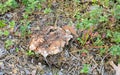 Drab Tooth, Bankera, fuligineoalba growing in coniferous environment Royalty Free Stock Photo