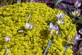 Draba bruniifolia. Garden plants for alpine landscaping.